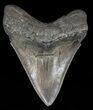Sharply Serrated, Fossil Megalodon Tooth #57176-2